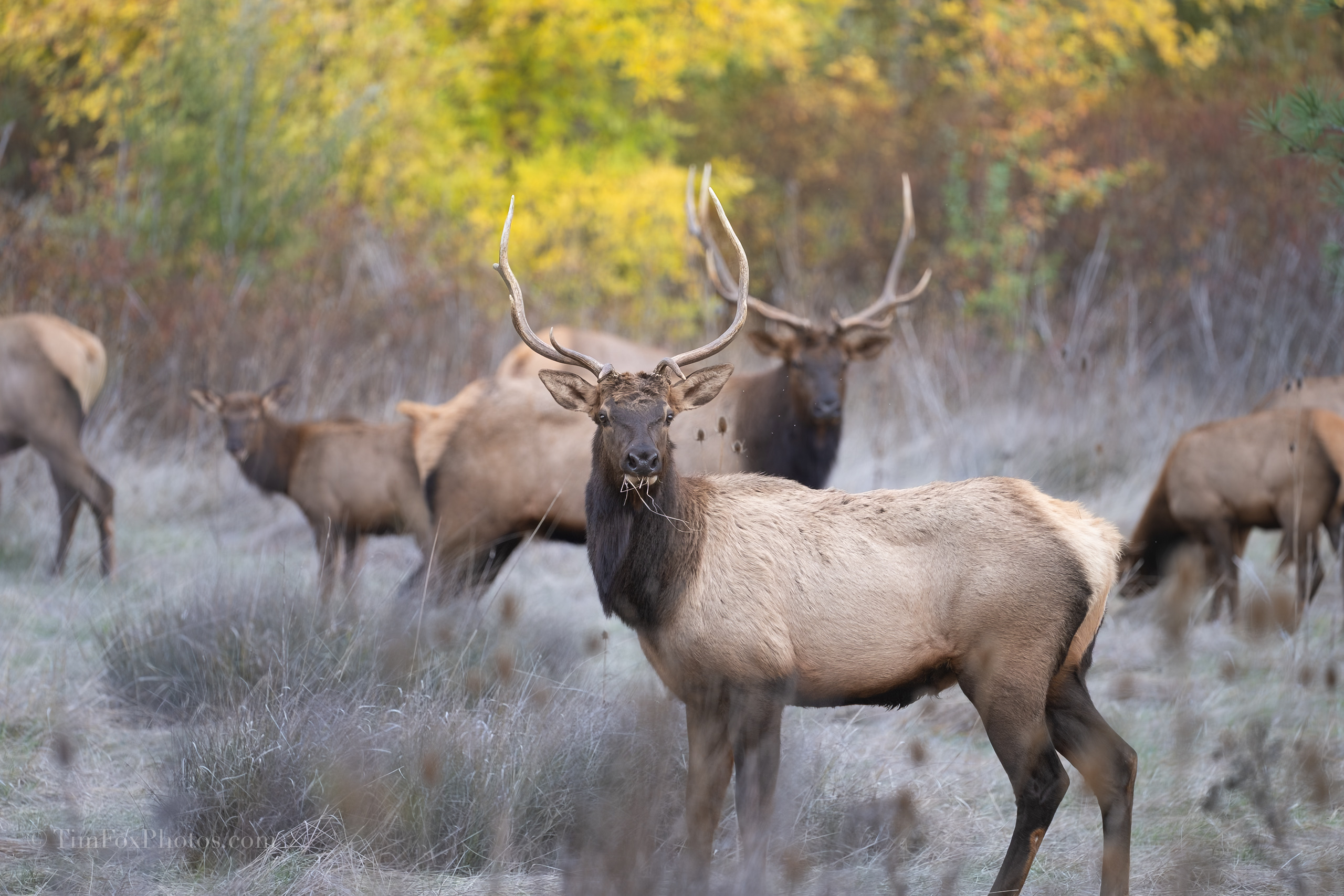 northern California elk