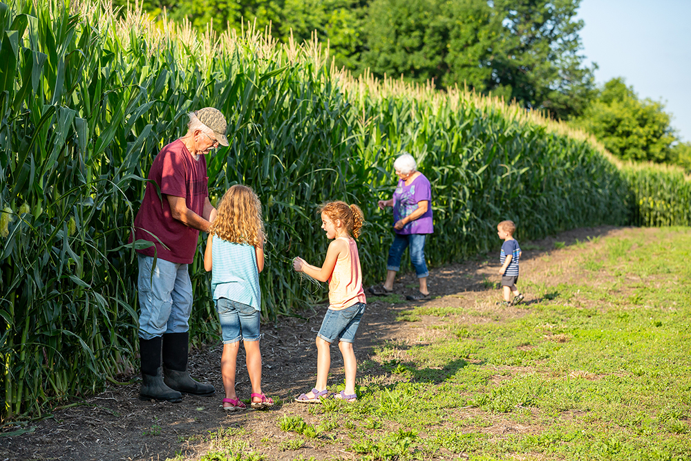 Intergenerational family studying their corn crop on their farm