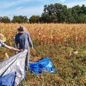 Agroecology