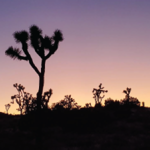 Joshua Tree