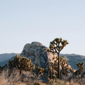 Joshua trees and boulders in Joshua tree national park