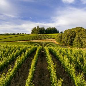 agricultural field