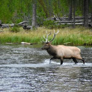 Elk crossing a river in northern California