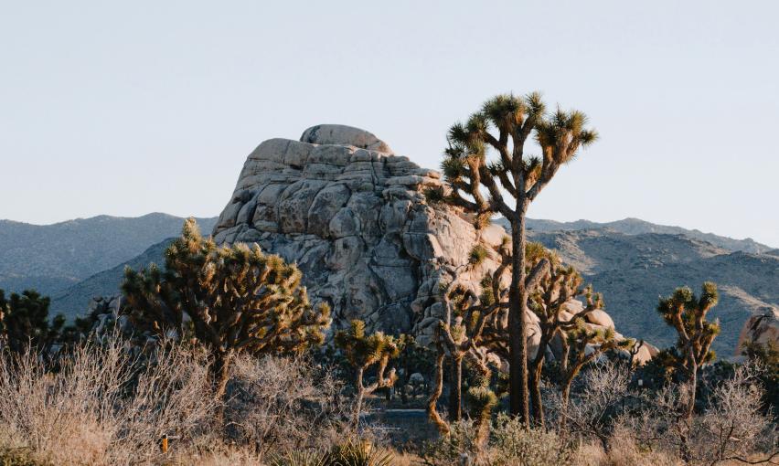 Joshua trees and boulders in Joshua tree national park