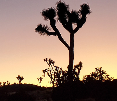 Joshua Tree