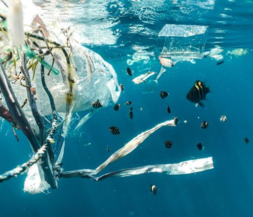 Plastic floating in the ocean while fish swim by