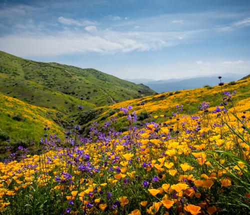 Image of a hillside full of california poppies near the Bay Area